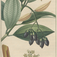 Laurier canellier.