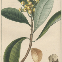 Winterane canelle.