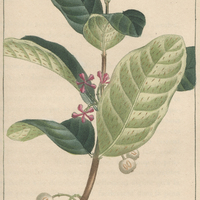 Moureiller piquant. ( V. Brin d'Amour)