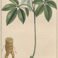 Gin-seng à cinq feuilles.