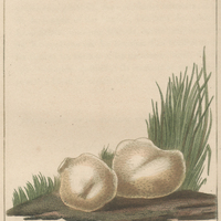 Truffe blanche.