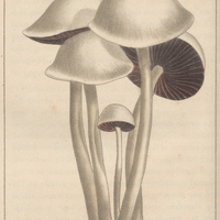 Agaric nivéeux.