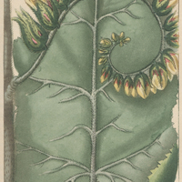 Jusquiame velue à feuilles d'Orvale.