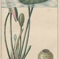 Nymphe blanche.