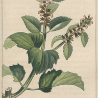 Hyptis verticillée.