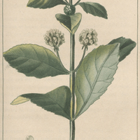 Hyptis capitée.