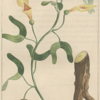 Aristoloche bilobée.