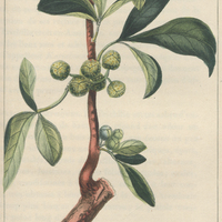Trichilie à trois folioles.