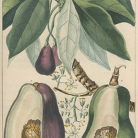 Laurier avocatier.