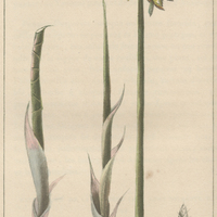 Scirpe odorant à racine bulbeuse.