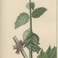 Hyptis spinifère.