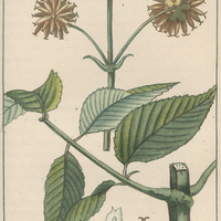 Coriope odorante bidentoïde.