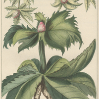 Panicaut fétide.