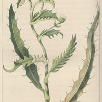 Panicaut aquatique.