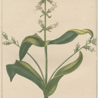 Coutoubé blanche.