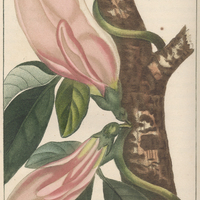 Nauchée pudique.