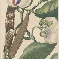 Nauchée à fleurs en bouclier.