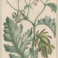 Matricaire à feuilles d'absinthe