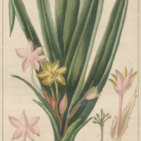 Hypoxis à feuilles de scorsonère.