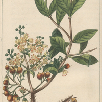 Henné à fleurs jaunâtres.