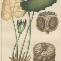 Nymphe lothtos.