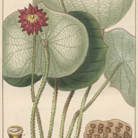Nelumbo de la Jamaïque.
