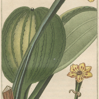 Fluteau à fleurs jaunes.