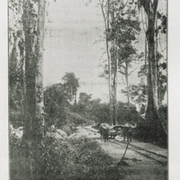 Attelage de bufles