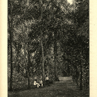 Une allée du jardin botanique de Cayenne