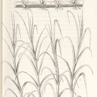 Tête de canne, ou bouture plantée : figure 1 et figure 2