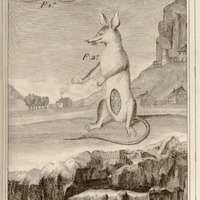 Le Marmose femelle