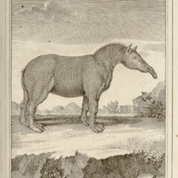 Le maïpouri