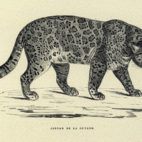 Jaguar de la Guyane
