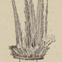 Coiffure de Roucouyenne