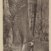 Forêts de la Guyane