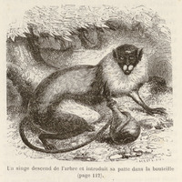 Un singe descend de l'arbre et introduit sa patte dans la bouteille