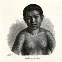 Mundurucu civilisé
