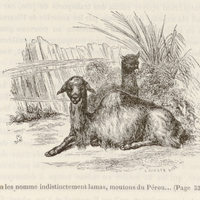 On les nomme indistinctement lamas, moutons du Pérou...