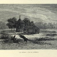 Les caïmans à l'île de Casfésoca