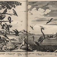 Oiseaux des Antilles