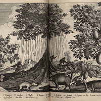 1. Acouty 2. Chasse de l'Acouty 3. Manitou ou Opassum 4. Cochon des Iles 5. Chasse du cochon 6…