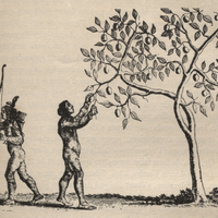 Chasse à l'arc et cueillette de fruits