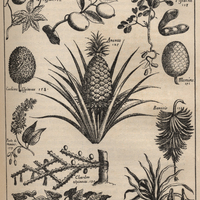 Grenadille ou  fleure de la passion.  Gouyaves. Pistache. Ananas.  Momins. Bananier. Pome de momins…