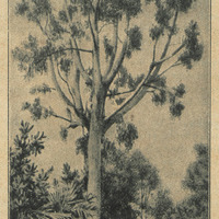 Eucalyptus amygdalina