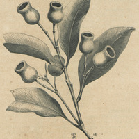 Eucalyptus calophyla