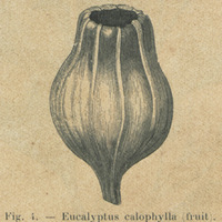 Eucalyptus calophyla fruit