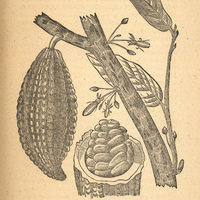 Fig. 11.— Le cacao, Theobroma cacao