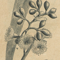 Eucalyptus citriodora