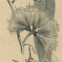 Eucalyptus cornuta