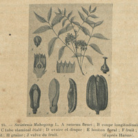 Swietenia Mahogany